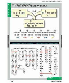 Купить Таблицы демонстрационные "Белки и нуклеиновые кислоты" в интернет-магазине Irkshop.ru