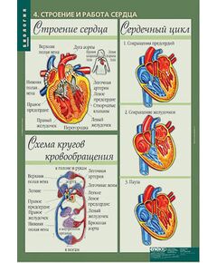 Купить Таблицы демонстрационные "Биология 8-9  классы. Человек" в интернет-магазине Irkshop.ru