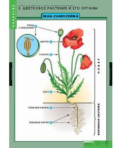 Купить Таблицы демонстрационные "Общее знакомство с цветковыми растениями" в интернет-магазине Irkshop.ru