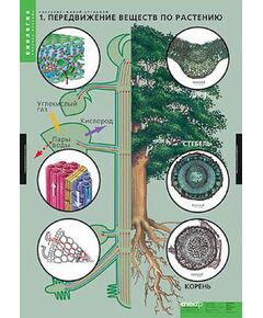 Купить Таблицы демонстрационные "Растение - живой организм" в интернет-магазине Irkshop.ru