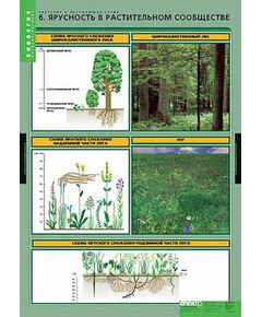 Купить Таблицы демонстрационные "Растения и окружающая среда" в интернет-магазине Irkshop.ru