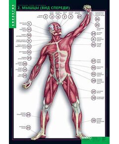 Купить Таблицы демонстрационные "Строение тела человека" в интернет-магазине Irkshop.ru