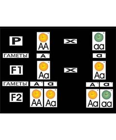 Купить Модель-аппликация "Моногибридное скрещивание" (ламинированная) в интернет-магазине Irkshop.ru