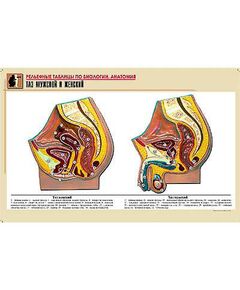 Купить Рельефная таблица "Таз мужской и женский" (формат А1, матовое ламинир.) в интернет-магазине Irkshop.ru