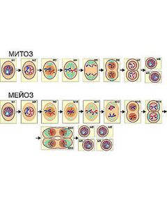 Купить Модель-аппликация "Деление клетки. Митоз и мейоз" (ламинированная) в интернет-магазине Irkshop.ru