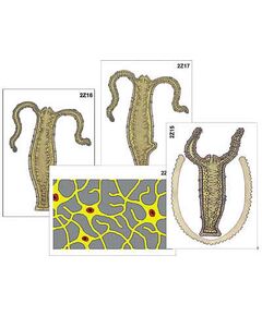 Купить Модель-аппликация "Строение и размножение гидры" (ламинированная) в интернет-магазине Irkshop.ru