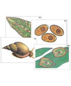 Купить Модель-аппликация "Циклы развития печеночного сосальщика и бычьего цепня" (ламинированная) в интернет-магазине Irkshop.ru