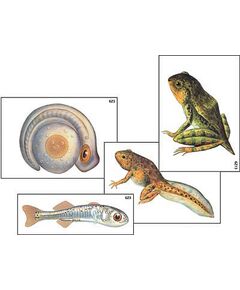 Купить Модель-аппликация "Развитие костной рыбы и лягушки" (ламинированная) в интернет-магазине Irkshop.ru