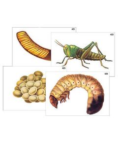 Купить Модель-аппликация "Развитие насекомых с полным и неполным превращением" (ламинированная) в интернет-магазине Irkshop.ru