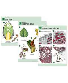 Купить Комплект таблиц по биологии дем. "Ботаника 2" (18 табл., формат А1, лам.) в интернет-магазине Irkshop.ru