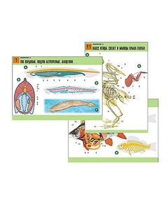 Купить Комплект таблиц по биологии дем. "Зоология 2" (16 табл., формат А1, лам.) в интернет-магазине Irkshop.ru