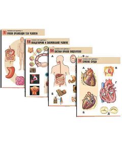 Купить Комплект таблиц по биологии дем. "Человек и его здоровье 1" (20 табл., формат А1, лам.) в интернет-магазине Irkshop.ru