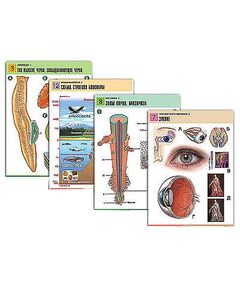 Купить Комплект таблиц по всему курсу биологии (120 шт., А1, полноцв, лам) в интернет-магазине Irkshop.ru