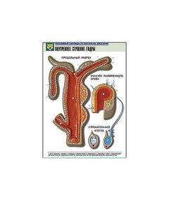 Купить Рельефная таблица "Внутреннее строение гидры"  (формат А1, матовое ламинир.) в интернет-магазине Irkshop.ru