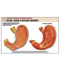 Купить Рельефная таблица "Желудок. Внешняя и внутренняя поверхности"  (формат А1, матовое ламинир.) в интернет-магазине Irkshop.ru