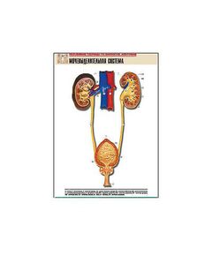 Купить Рельефная таблица "Мочевыделительная система" (формат А1, матовое ламинир.) в интернет-магазине Irkshop.ru
