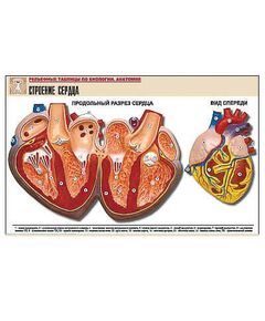 Купить Рельефная таблица "Строение сердца" (формат А1, матовое ламинир.) в интернет-магазине Irkshop.ru