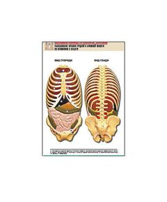Купить Рельефная таблица "Расположение органов грудной и брюшной полостей по отношению к скелету"(А1, лам.) в интернет-магазине Irkshop.ru