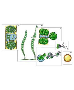 Купить Модель-аппликация "Размножение многоклеточной водоросли" (ламинированная) в интернет-магазине Irkshop.ru