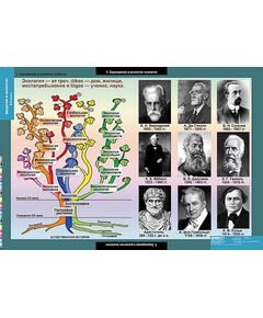 Купить Таблицы демонстрационные "Введение в экологию" в интернет-магазине Irkshop.ru