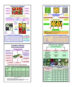 Купить Плакаты ПРОФТЕХ "Классификация овощей" (11 пл, винил, 70х100) в интернет-магазине Irkshop.ru