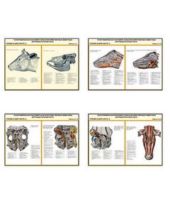Купить Плакаты ПРОФТЕХ "Топограф. анатомия. Круп. рог. скот. Голова и шея" (26 пл, винил, 70х100) в интернет-магазине Irkshop.ru