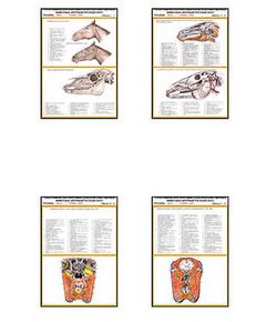 Купить Плакаты ПРОФТЕХ "Топограф. Анатомия. Лошадь. Голова и шея" (33 пл, винил, 70х100) в интернет-магазине Irkshop.ru