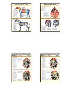 Купить Плакаты ПРОФТЕХ "Топограф. анатомия. Лошадь. Туловище" (21 пл, винил, 70х100) в интернет-магазине Irkshop.ru