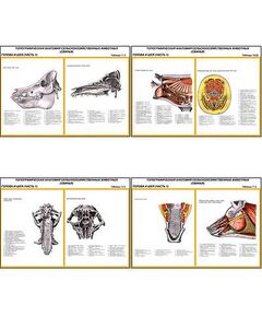 Купить Плакаты ПРОФТЕХ "Топограф. анатомия. Свинья. Голова и шея" (11 пл, винил, 70х100) в интернет-магазине Irkshop.ru