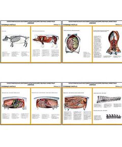 Купить Плакаты ПРОФТЕХ "Топограф. анатомия. Свинья. Туловище" (12 пл, винил, 70х100) в интернет-магазине Irkshop.ru