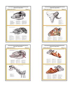 Купить Плакаты ПРОФТЕХ "Топограф. анатомия. Овца, баран. Голова и шея" (7 пл, винил, 70х100) в интернет-магазине Irkshop.ru