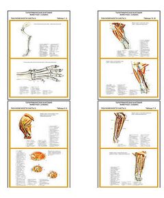 Купить Плакаты ПРОФТЕХ "Топограф. анатомия. Собака. Таз и конеч." (11 пл, винил, 70х100) в интернет-магазине Irkshop.ru
