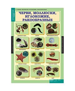 Купить Окружающий мир 3 класс, изображение 5 в интернет-магазине Irkshop.ru