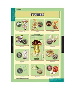 Купить Окружающий мир 3 класс, изображение 9 в интернет-магазине Irkshop.ru